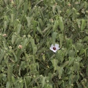 Pavonia hastata at Cook, ACT - 26 Feb 2019 12:36 PM