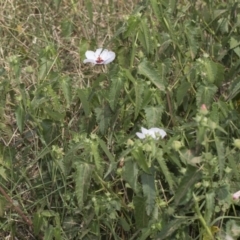 Pavonia hastata at Cook, ACT - 26 Feb 2019 12:36 PM