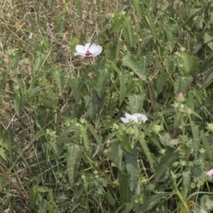 Pavonia hastata at Cook, ACT - 26 Feb 2019 12:36 PM