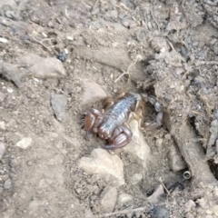 Urodacus manicatus (Black Rock Scorpion) at Gossan Hill - 1 Mar 2019 by LankyMoth