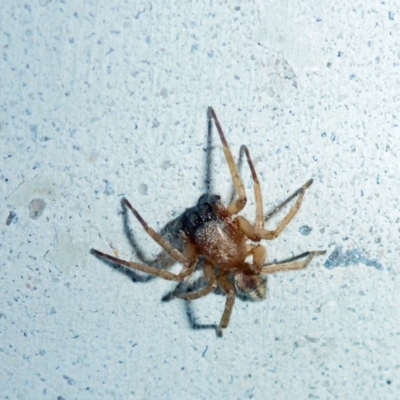 Cheiracanthium sp. (genus) (Unidentified Slender Sac Spider) at Reid, ACT - 30 Apr 2018 by JanetRussell