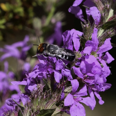 Megachile aurifrons (Golden-browed Resin Bee) at Tidbinbilla Nature Reserve - 3 Mar 2019 by DPRees125