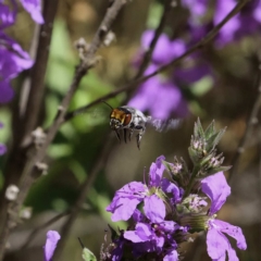 Megachile aurifrons at Paddys River, ACT - 3 Mar 2019