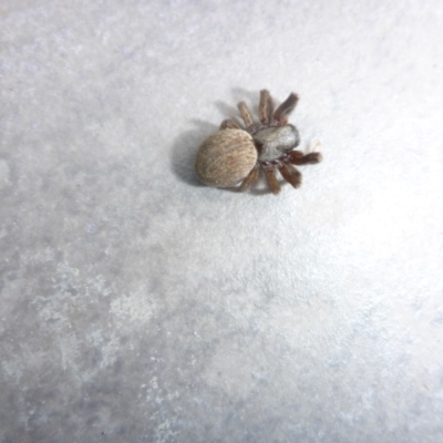 Badumna sp. (genus) (Lattice-web spider) at Reid, ACT - 4 Jan 2017 by JanetRussell