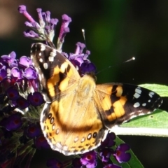 Vanessa kershawi (Australian Painted Lady) at Hughes, ACT - 3 Mar 2019 by JackyF