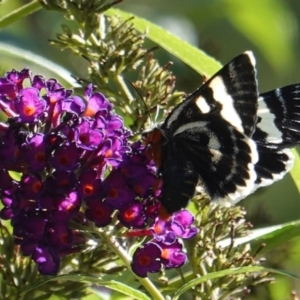 Phalaenoides glycinae at Hughes, ACT - 3 Mar 2019