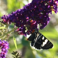 Phalaenoides glycinae at Hughes, ACT - 3 Mar 2019