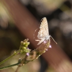 Theclinesthes serpentata (Saltbush Blue) at Red Hill Nature Reserve - 3 Mar 2019 by JackyF