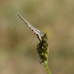 Theclinesthes serpentata at Hughes, ACT - 3 Mar 2019 04:33 PM