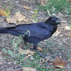 Corvus coronoides (Australian Raven) at Phillip, ACT - 3 Mar 2019 by JackyF