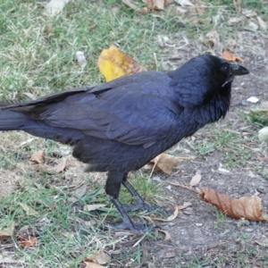 Corvus coronoides at Phillip, ACT - 3 Mar 2019