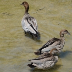 Chenonetta jubata (Australian Wood Duck) at Phillip, ACT - 3 Mar 2019 by JackyF