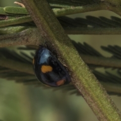 Orcus australasiae (Orange-spotted Ladybird) at Mount Painter - 26 Feb 2019 by AlisonMilton