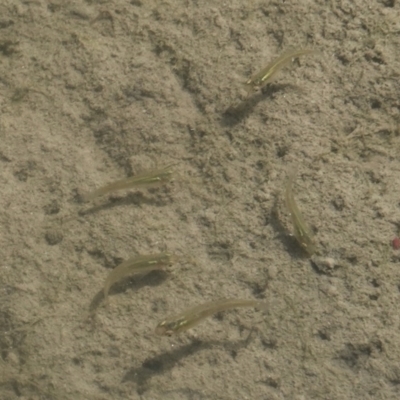 Gambusia holbrooki (Gambusia, Plague minnow, Mosquito fish) at Phillip, ACT - 3 Mar 2019 by JackyF