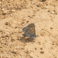 Lucia limbaria (Chequered Copper) at Cook, ACT - 26 Feb 2019 by AlisonMilton