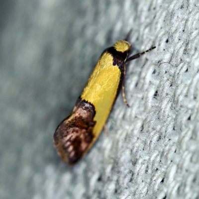 Chrysonoma catoptrina (A Concealer moth (Wingia group)) at O'Connor, ACT - 25 Feb 2019 by ibaird