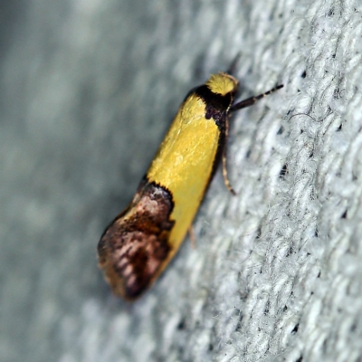 Chrysonoma catoptrina (A Concealer moth) at O'Connor, ACT - 25 Feb 2019 by ibaird