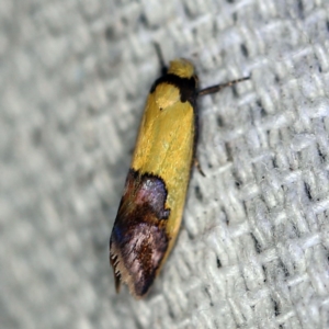 Chrysonoma catoptrina at O'Connor, ACT - 25 Feb 2019 10:16 PM