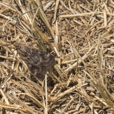 Achyra affinitalis (Cotton Web Spinner, Pyraustinae) at Mount Painter - 26 Feb 2019 by AlisonMilton