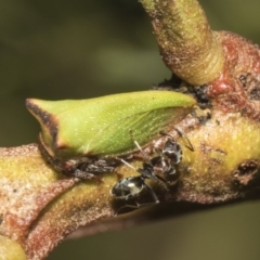 Sextius virescens (Acacia horned treehopper) at Cook, ACT - 26 Feb 2019 by AlisonMilton