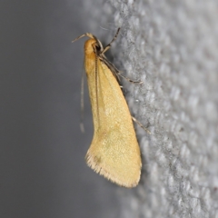 Telocharacta hemicroca (A concealer moth) at O'Connor, ACT - 25 Feb 2019 by ibaird