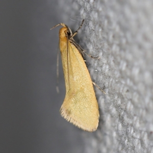 Telocharacta hemicroca at O'Connor, ACT - 25 Feb 2019 10:08 PM