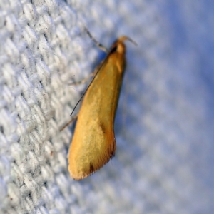 Telocharacta hemicroca at O'Connor, ACT - 25 Feb 2019 10:08 PM