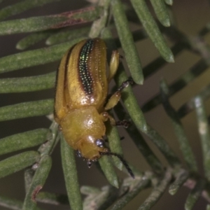 Calomela vittata at Weetangera, ACT - 26 Feb 2019 08:20 AM