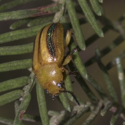 Calomela vittata (Acacia leaf beetle) at Weetangera, ACT - 25 Feb 2019 by AlisonMilton