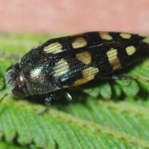 Astraeus (Astraeus) dilutipes at Kambah, ACT - 2 Mar 2019 08:16 PM