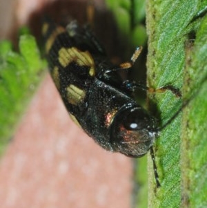 Astraeus (Astraeus) dilutipes at Kambah, ACT - 2 Mar 2019