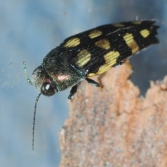 Astraeus (Astraeus) dilutipes at Kambah, ACT - 2 Mar 2019