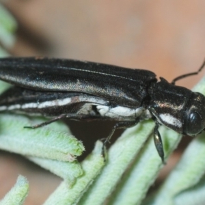 Agrilus hypoleucus at Cotter River, ACT - 2 Mar 2019