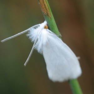 Tipanaea patulella at Cotter River, ACT - 2 Mar 2019 03:12 PM