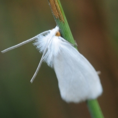 Tipanaea patulella (The White Crambid moth) at Cotter River, ACT - 2 Mar 2019 by Harrisi