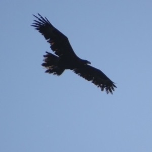 Aquila audax at Red Hill, ACT - 23 Feb 2019