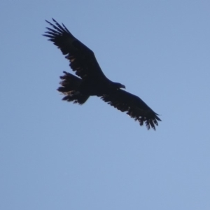 Aquila audax at Red Hill, ACT - 23 Feb 2019 06:25 PM