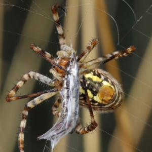 Argiope trifasciata at Hackett, ACT - 3 Mar 2019