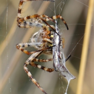 Argiope trifasciata at Hackett, ACT - 3 Mar 2019