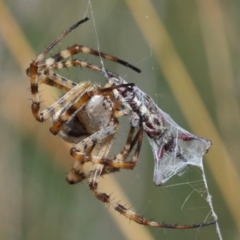 Argiope trifasciata at Hackett, ACT - 3 Mar 2019