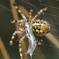 Argiope trifasciata at Hackett, ACT - 3 Mar 2019