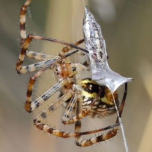 Argiope trifasciata at Hackett, ACT - 3 Mar 2019