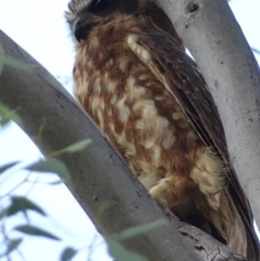 Ninox boobook (Southern Boobook) at Red Hill Nature Reserve - 1 Mar 2019 by roymcd