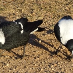 Gymnorhina tibicen (Australian Magpie) at Garran, ACT - 3 Mar 2019 by roymcd