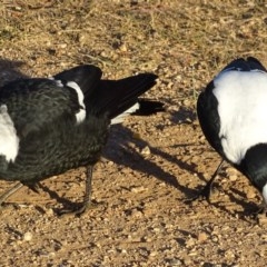 Gymnorhina tibicen (Australian Magpie) at Garran, ACT - 2 Mar 2019 by roymcd