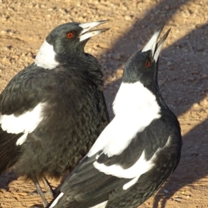 Gymnorhina tibicen at Garran, ACT - 3 Mar 2019 07:51 AM