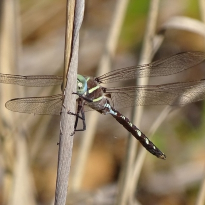 Adversaeschna brevistyla (Blue-spotted Hawker) at Jerrabomberra Wetlands - 25 Feb 2019 by roymcd