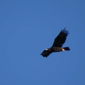 Aquila audax at Garran, ACT - 24 Feb 2019 07:03 PM