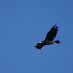 Aquila audax (Wedge-tailed Eagle) at Garran, ACT - 24 Feb 2019 by roymcd