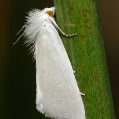 Tipanaea patulella (A Crambid moth) at Acton, ACT - 27 Feb 2019 by TimL